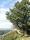 Paj�t�n a Dev�n, D�v�nsk� Kobyla