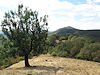 Plavecl� hrad