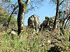 Plavecl� hrad
