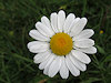 B�l� Karpaty