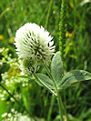 B�l� Karpaty