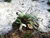 B�l� Karpaty