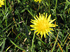 Blatnice pod Sv. Antoninkem