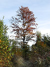 Humpolec a hrad Orl�k