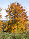 Humpolec a hrad Orl�k