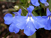 modré květy