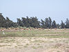 Kypr - pasoucí se kravičky